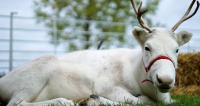 Reindeer receives treatment for eyelid tumour